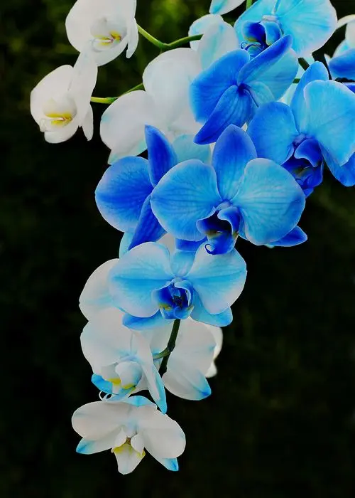 orquídea azul - orquídeas brancas e azuis 