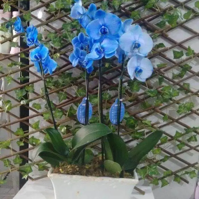 orquídea azul - orquídea azul em painel 