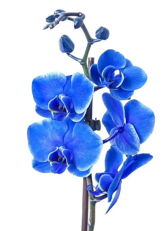 orquídea azul - pétalas de orquídea azul 
