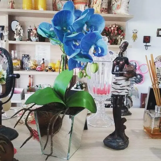 orquídea azul - santuário de orquídea azul 