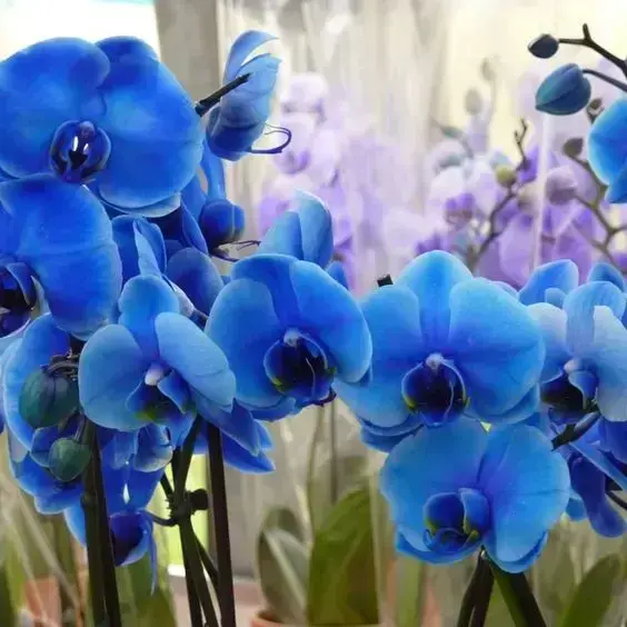 orquídea azul - vasos de orquídea azul -