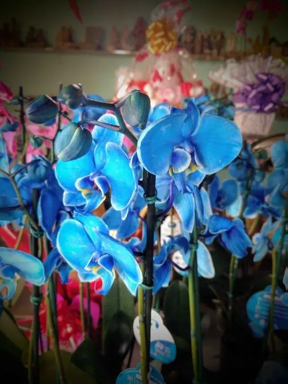 orquídea azul - viveiro de orquídeas azuis 