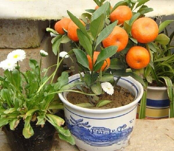 Cultive árvores frutíferas em vasos