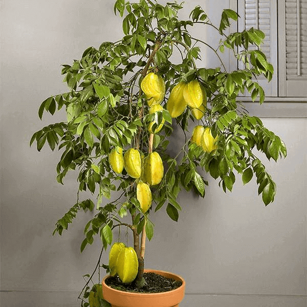 Algumas árvores frutíferas podem ser cultivadas em vaso, como a carambola