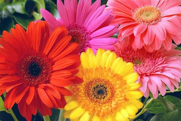 Gérbera: Descubra Tudo Sobre Essa Flor Silvestre Encantadora