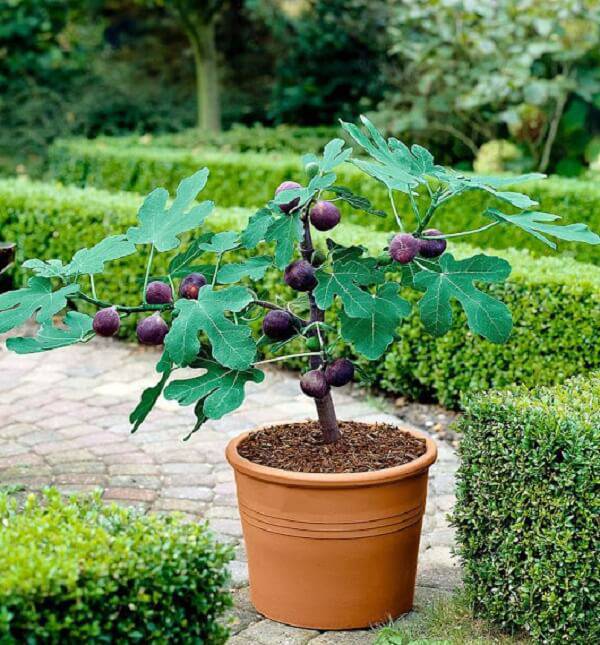A goiabeira é uma das árvores frutíferas que pode ser cultivada em vaso