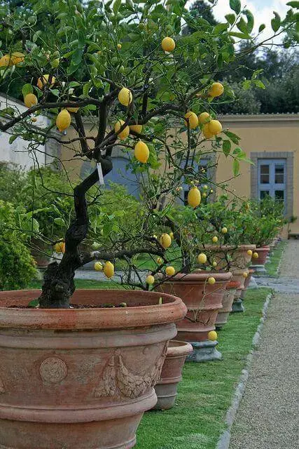 O limão siciliano é uma das árvores frutíferas que pode ser cultivada em vasos