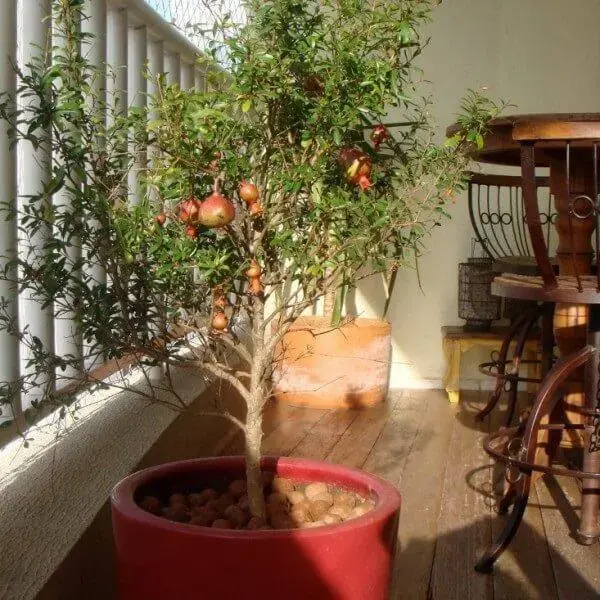 Cultive romã na varanda do apartamento