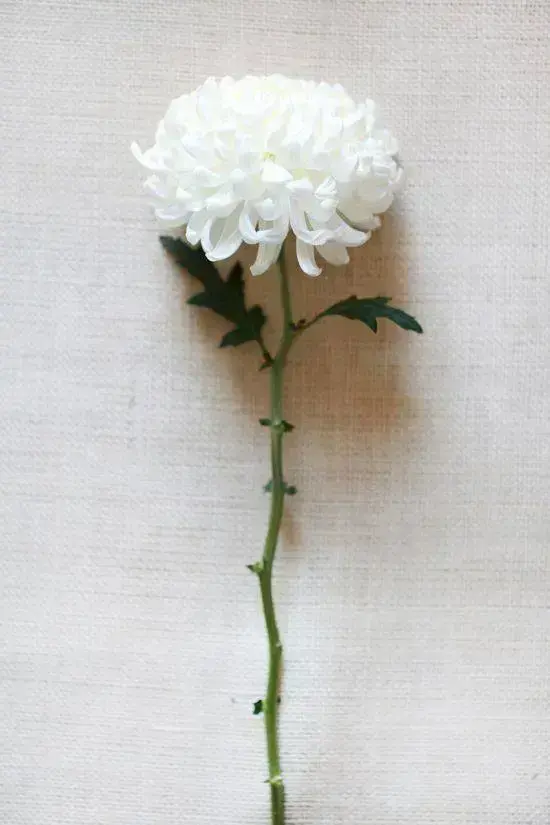 crisântemo - flor de crisântemo branco 