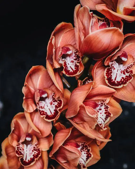 cymbidium - detalhe de orquídea cymbidium 