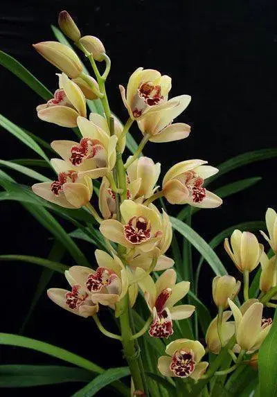 cymbidium - orquídea cymbidium branca 