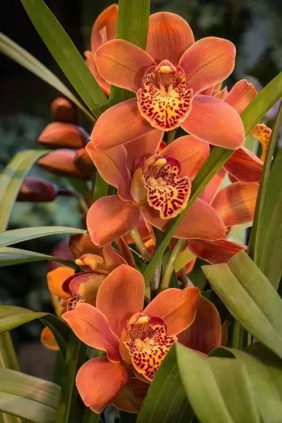 cymbidium - orquídea cymbidium laranja 