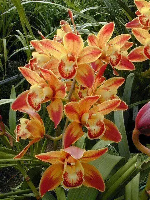 cymbidium - orquídea cymbidium laranja claro 