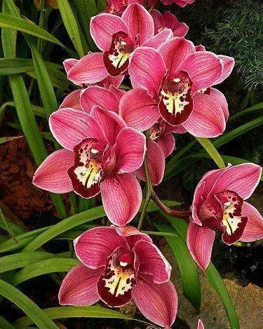 cymbidium - orquídea cymbidium roxa 