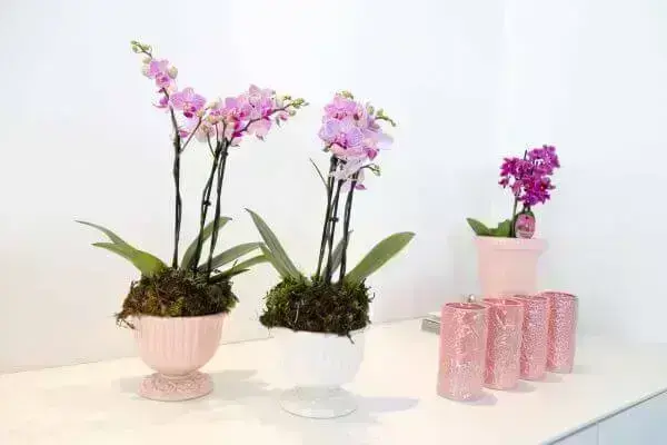 Mini orquídea de diferentes espécies na decoração