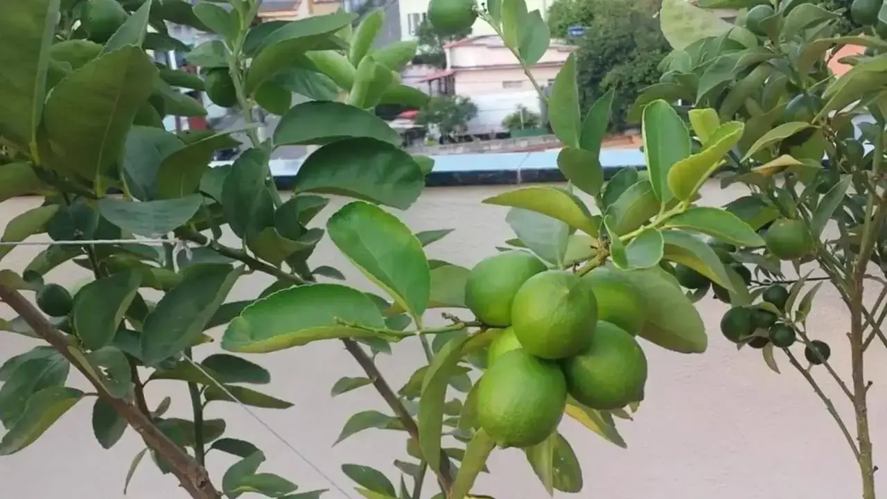 O limão taiti também é uma das árvores frutíferas que pode ser cultivada em vasos