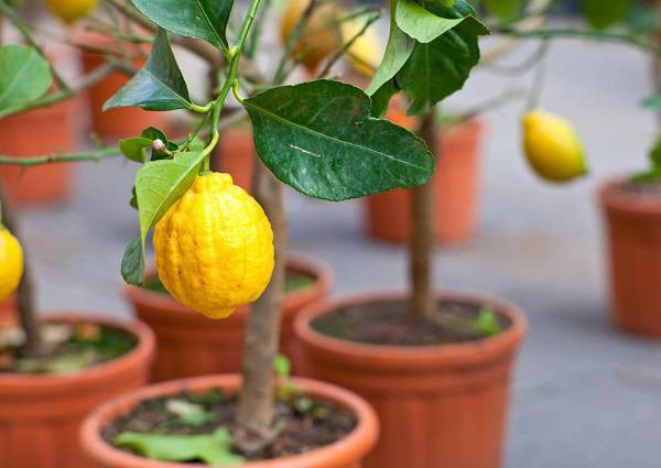 O limoeiro é uma das árvores frutíferas que pode ser cultivada em vasos