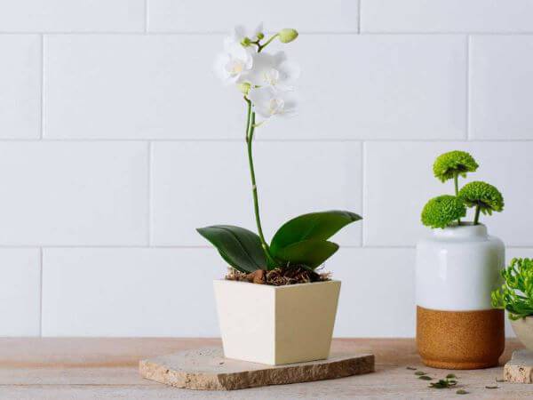 Mini orquídea branca