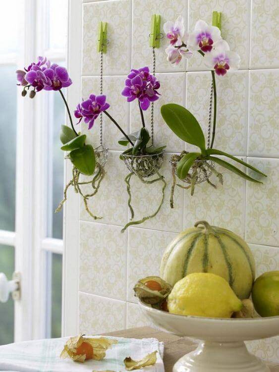 Cozinha decorada com mini orquídea na parede