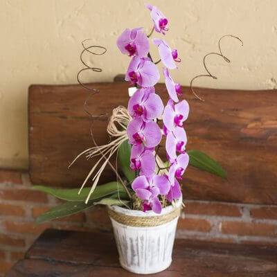 Mini orquídea no jardim