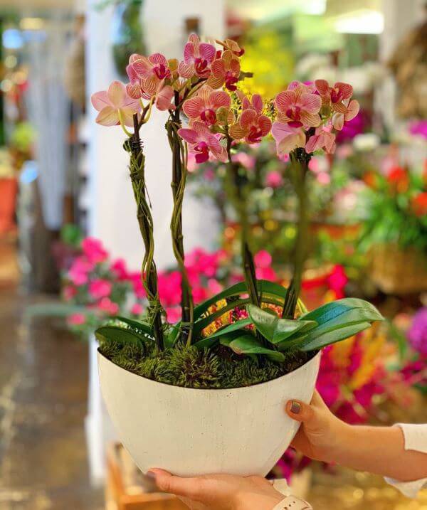 Mini Orquídea rosa