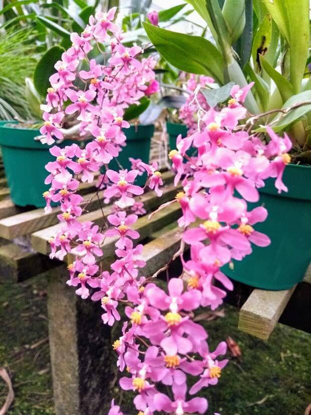 Mini orquídea roxa 