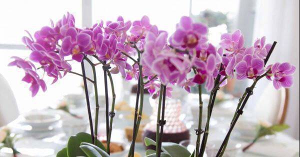 Mini orquídea decorando a mesa de jantar
