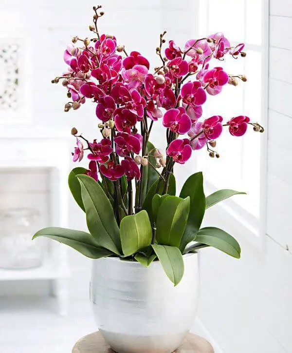 Mini orquídeas rosa 