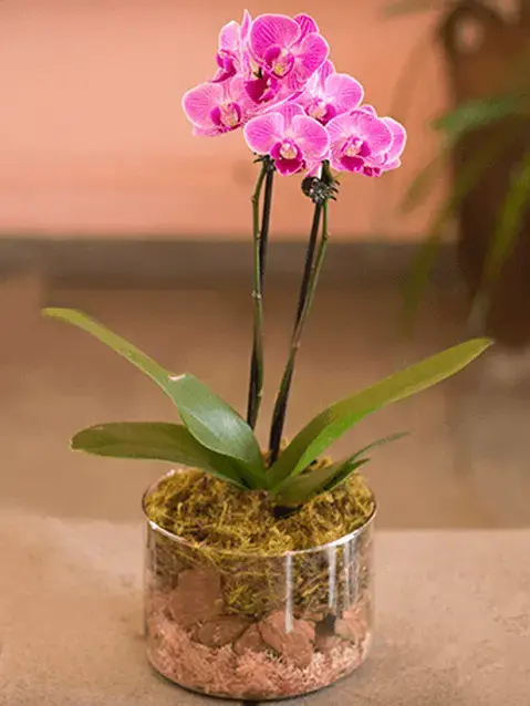 Mini orquídea no vaso de acrílico