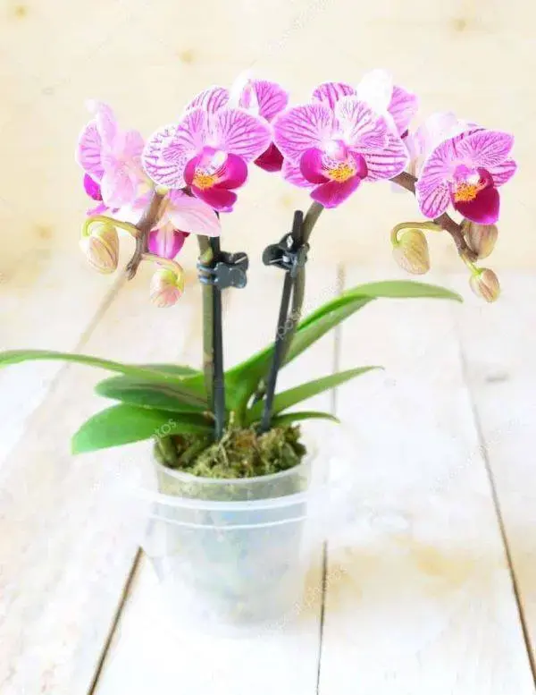Mini orquídea decorando a sala de estar