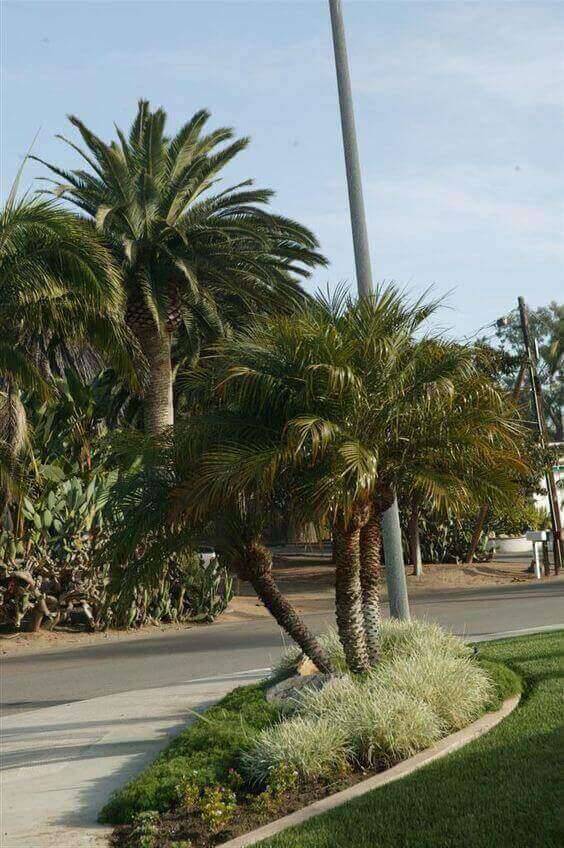 palmeira fênix - canteiro com palmeiras fênix 