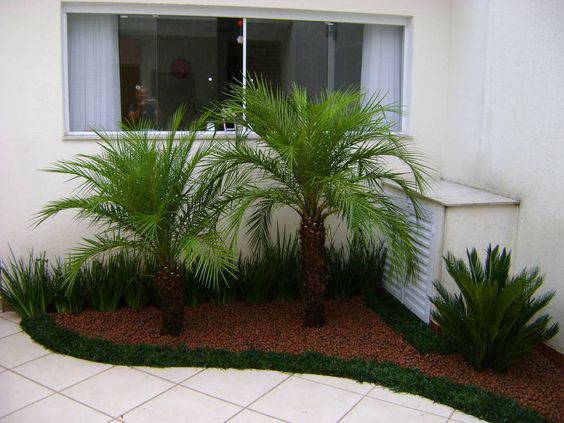 palmeira fênix - canteiro em quintal com palmeira fênix 
