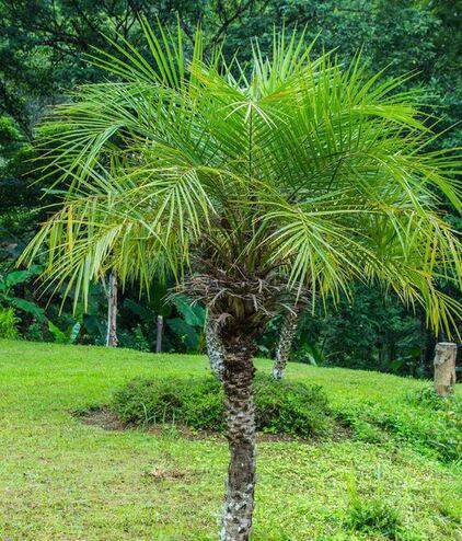 palmeira fênix - detalhe de palmeira fênix 