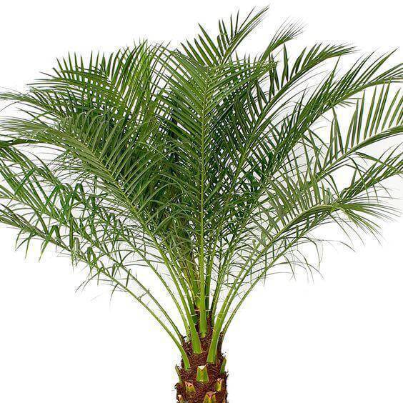 palmeira fênix - folhas de palmeira fênix 