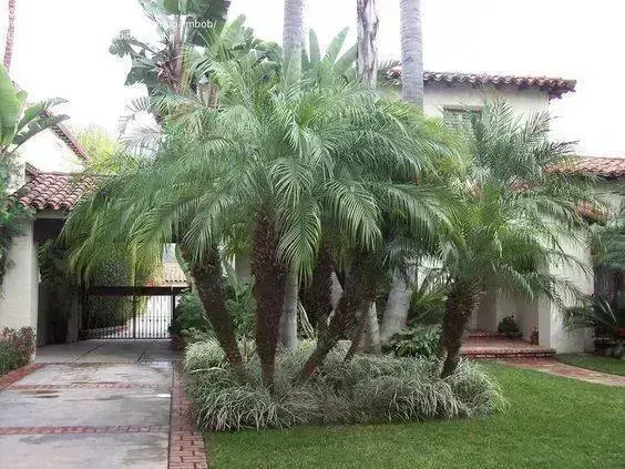 palmeira fênix - jardim com palmeiras