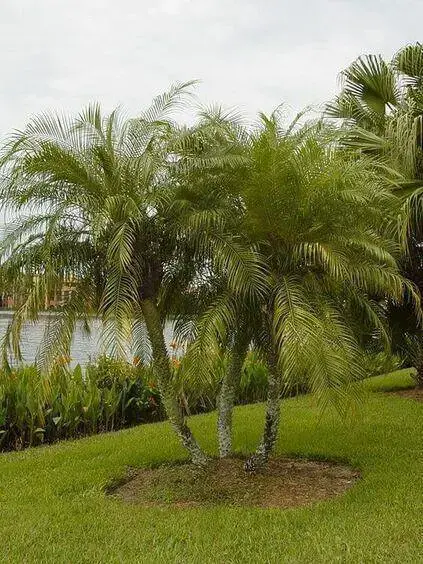 palmeira fênix - jardim de palmeira fênix 