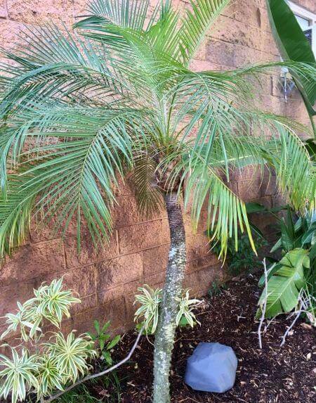 palmeira fênix - jardim simples com palmeira fênix 