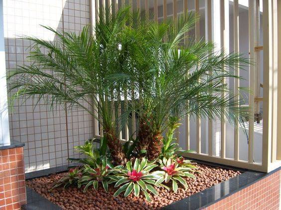 palmeira fênix - palmeira em canteiro de quintal 