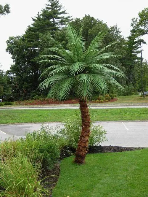 palmeira fênix - palmeira fenix grande 