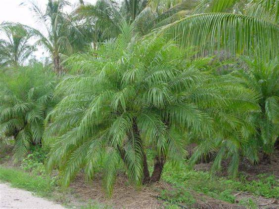 palmeira fênix - palmeira fênix com folhas grandes 