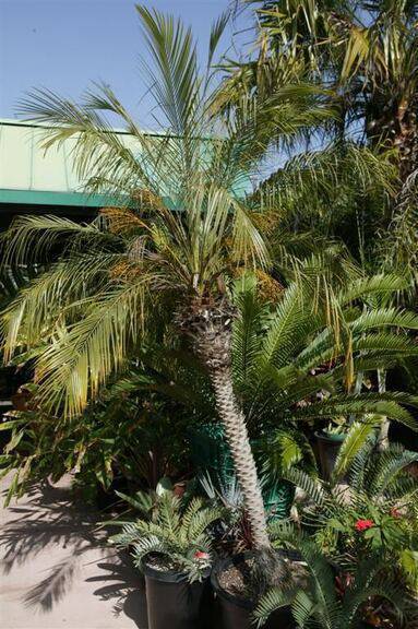 palmeira fênix - palmeira fênix em jardim 