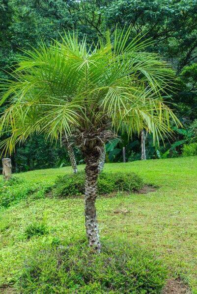 palmeira fênix - palmeira fênix em jardim grande 