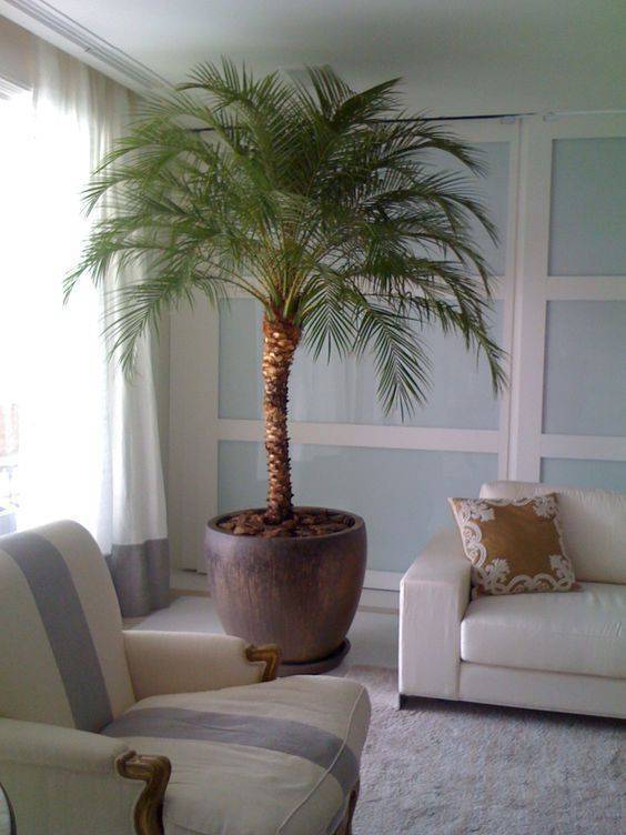 palmeira fênix - palmeira fênix em sala de estar 