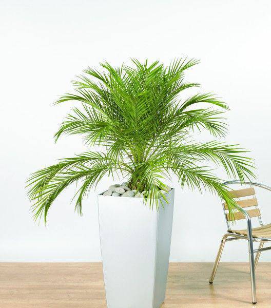 palmeira fênix - palmeira fênix em vaso branco grande 