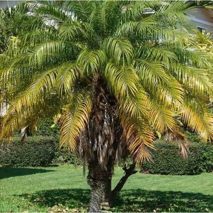palmeira fênix - palmeira fênix grande 
