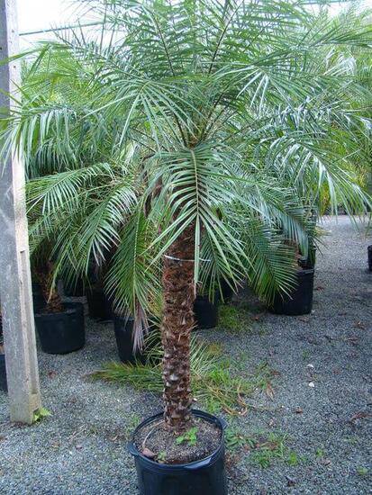 palmeira fênix - palmeira fênix grande e grossa 