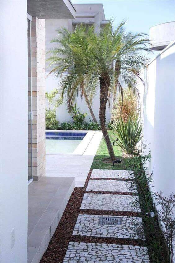palmeira fênix - quintal com palmeira fênix 