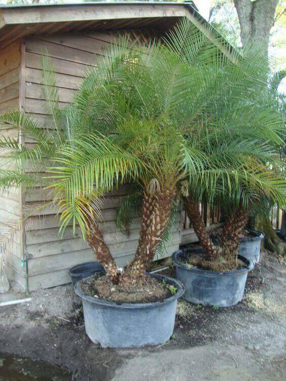 palmeira fênix - quintal com vasos de palmeira fênix 