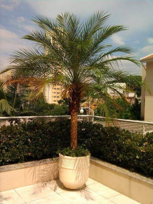 palmeira fênix - varanda com palmeira fênix 