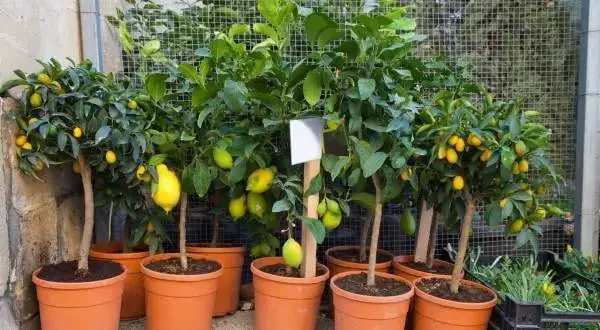 Invista em árvores frutíferas que podem ser cultivadas em vasos
